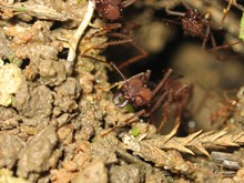 Ants