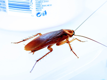 German & American Cockroaches